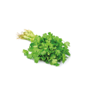 CILANTRO