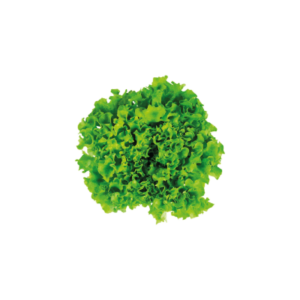 LECHUGA ORGANICA