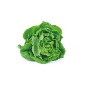 LECHUGA SEDA